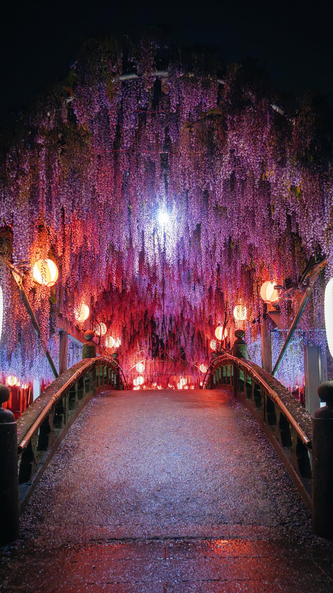 Fukuoka's Ancient Wisteria At Peak Bloom