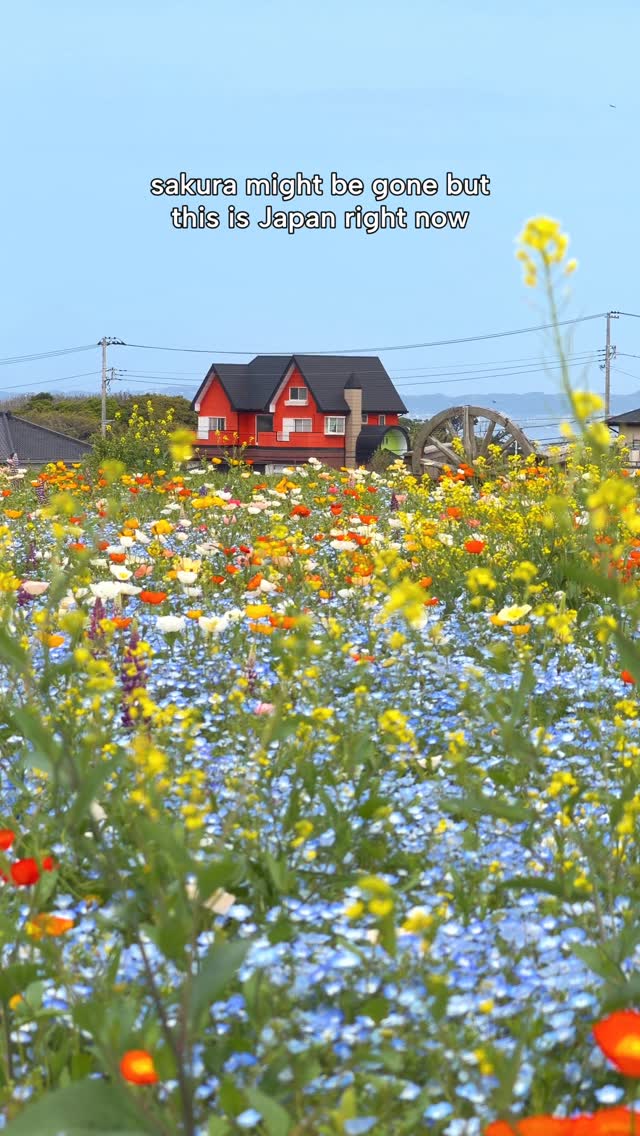 Flower Fields and Family Fun Near Tokyo