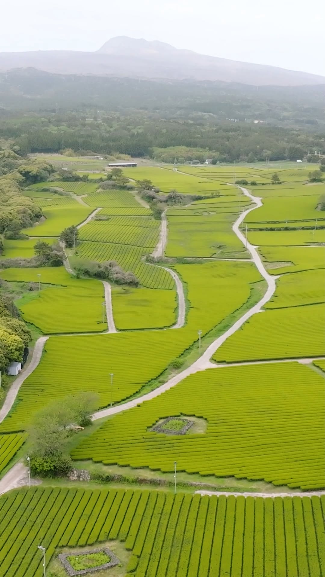 Jeju's Must-Visit Green Tea Destinations