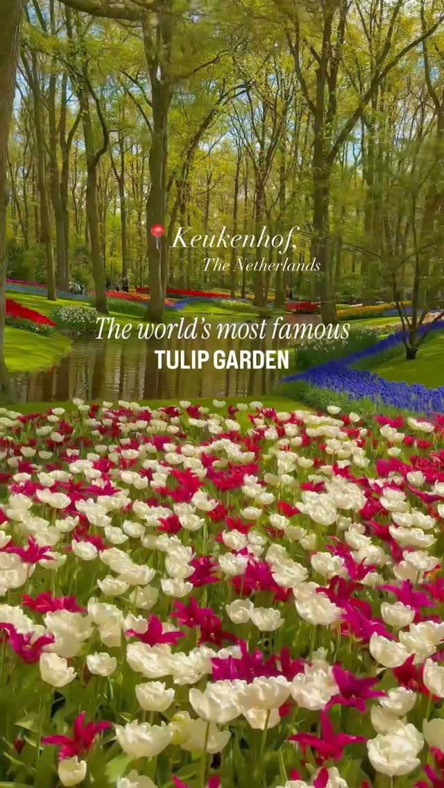 Keukenhof: World's Largest Flower Garden Blooms