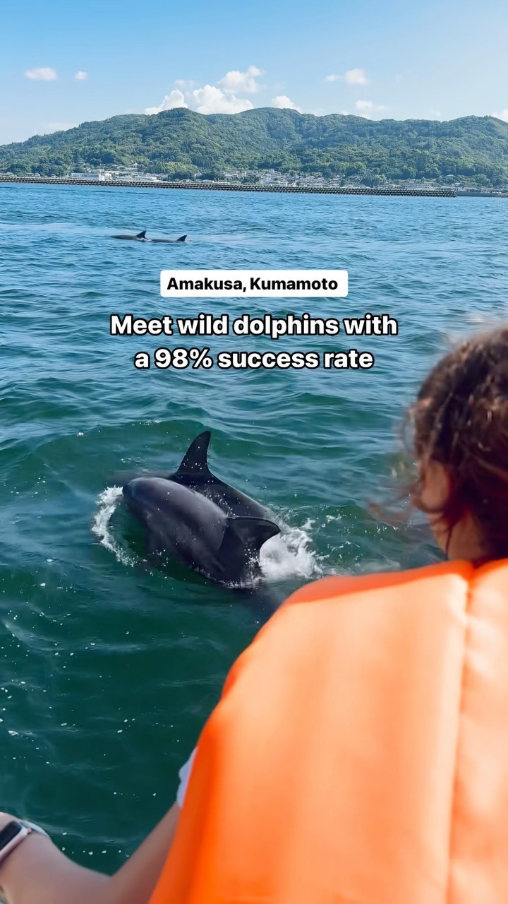 Amakusa Dolphin Watching Trip