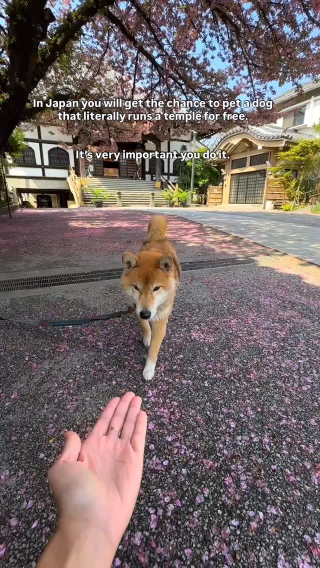Tokyo Temple Features Beloved Shiba Inu Mascot