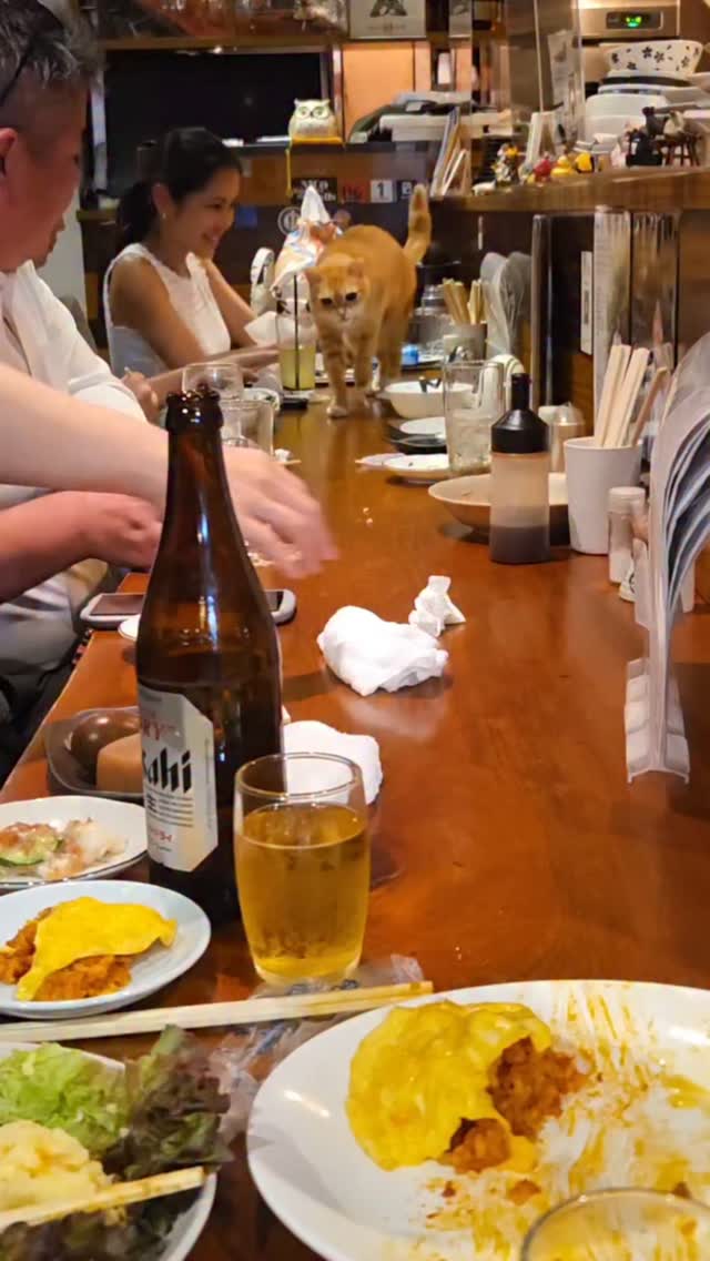 Cat Welcomed at Tokyo Izakaya Suiren