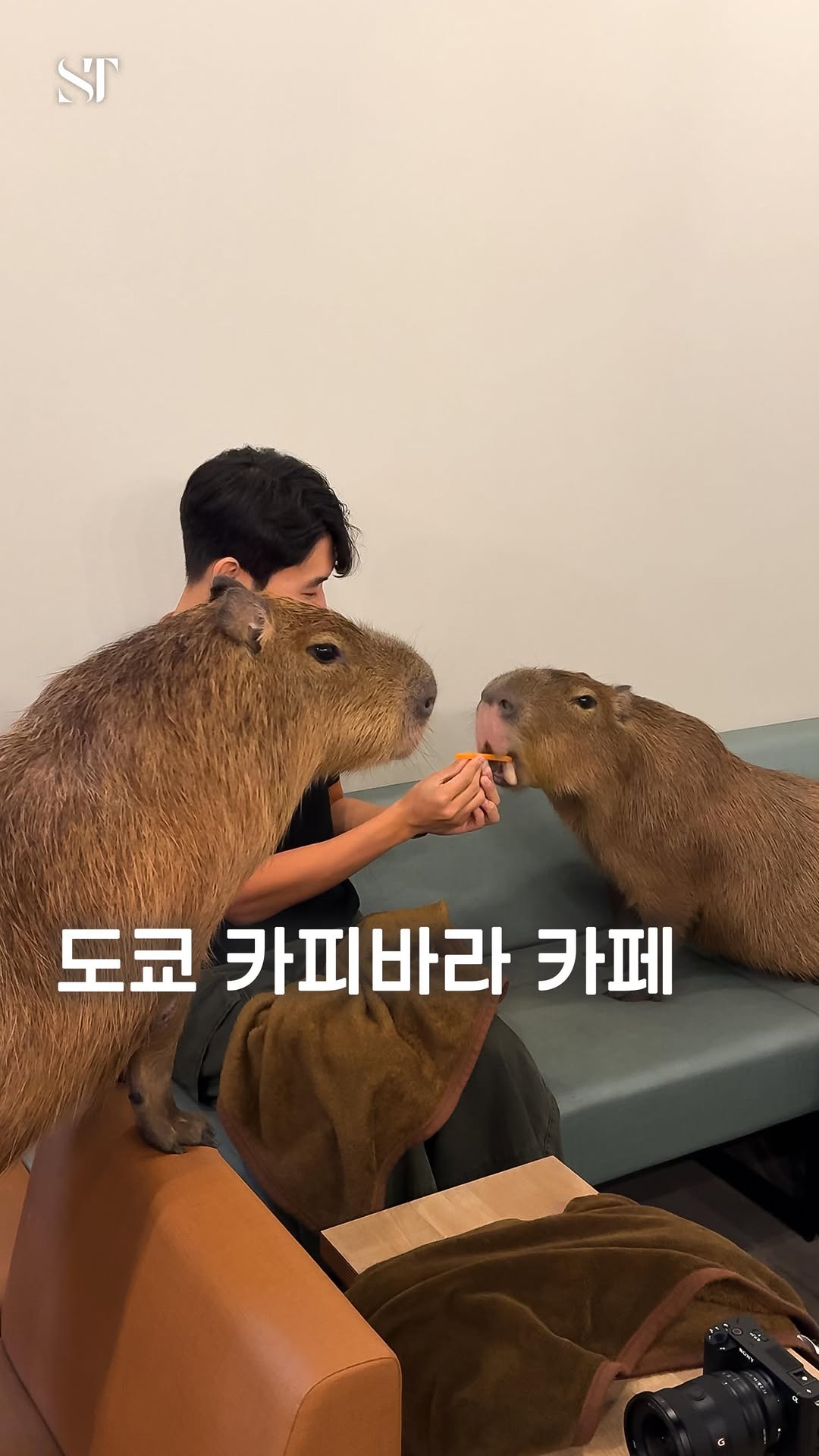 Tokyo Capybara Cafe Offers Up-Close Encounters