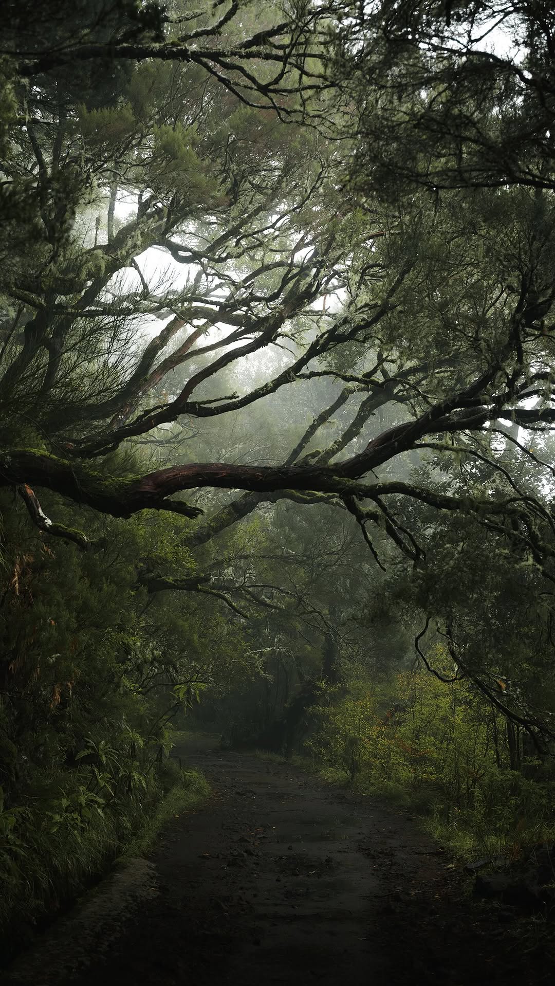 Madeira's Forests Whisper Nature's Secrets