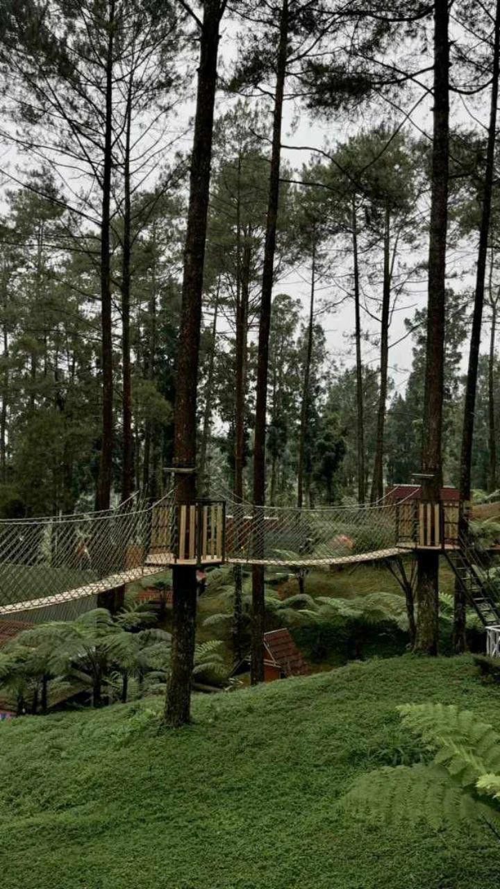 Pine Forest Destinations