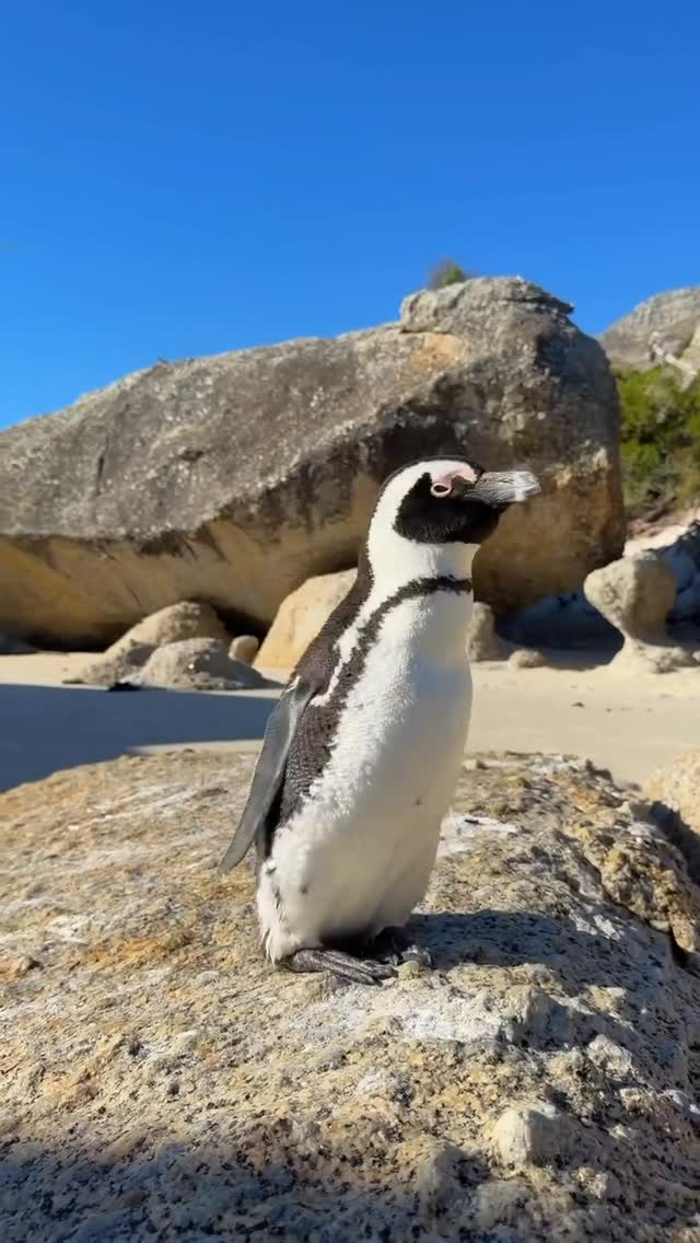Boulders Beach: Swim With Penguins