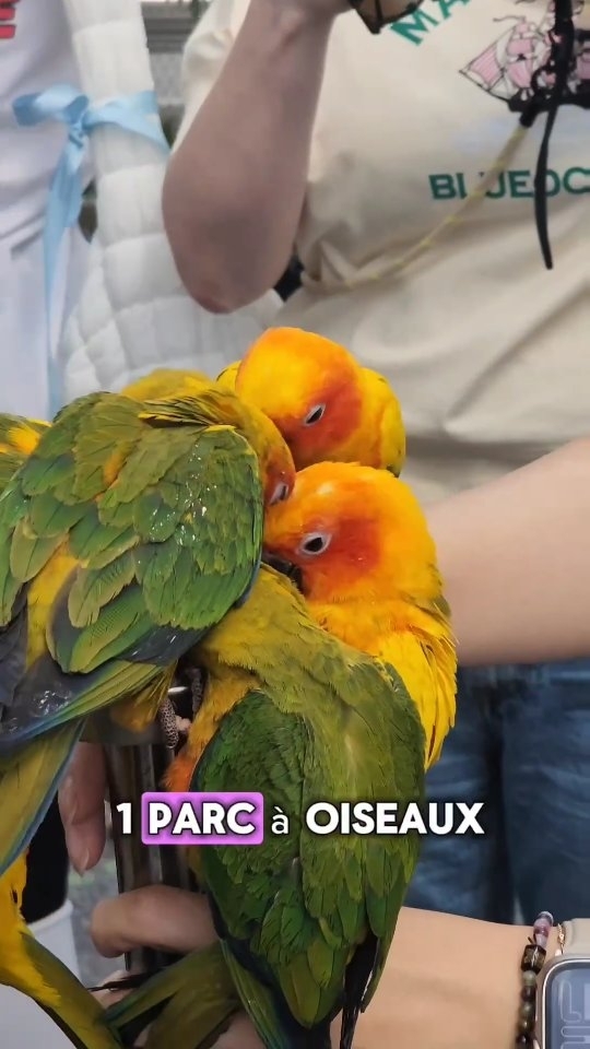 Magnificent South Korean Bird Park Destination