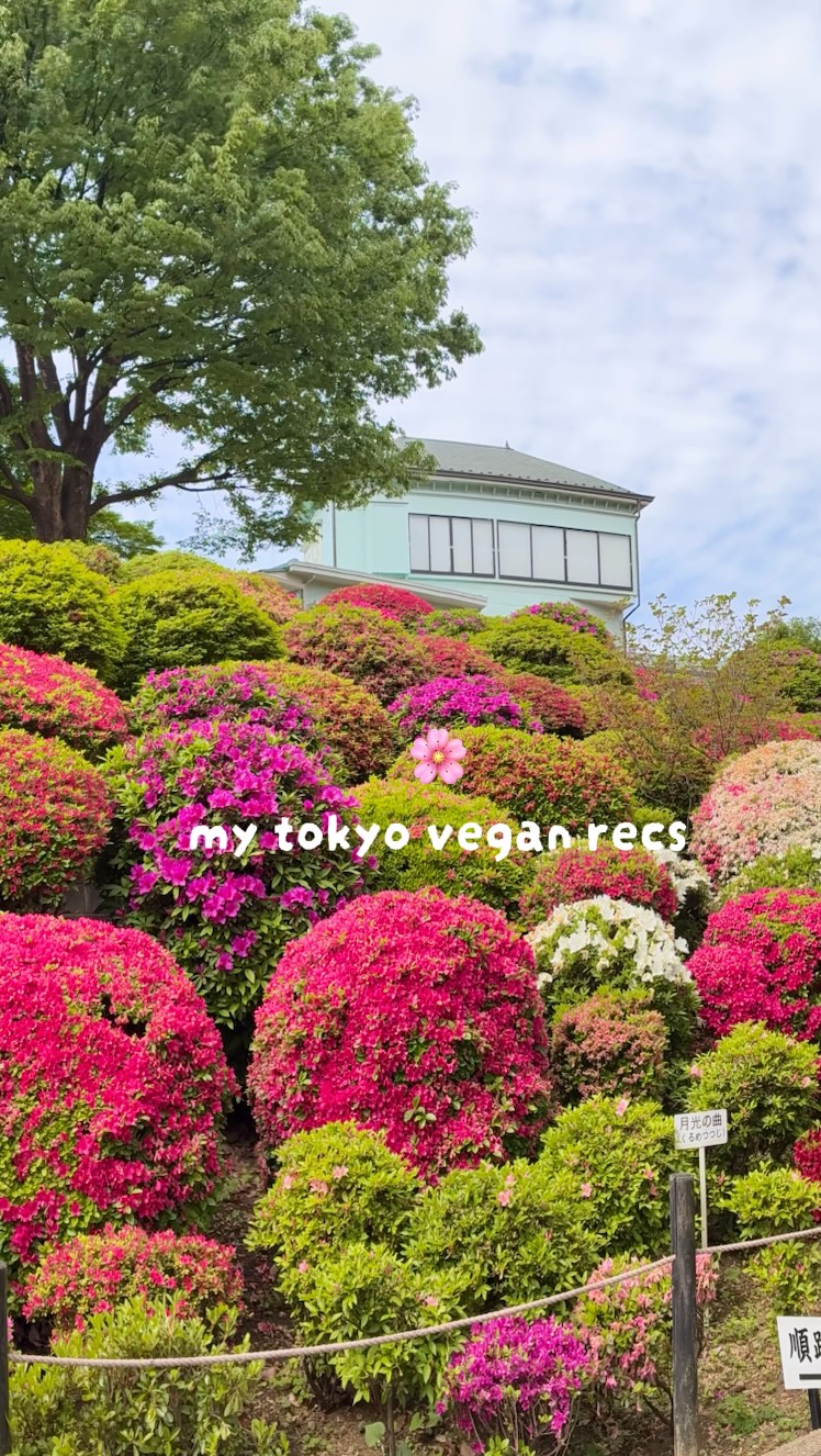 Tokyo's Top Vegan Dining Destinations