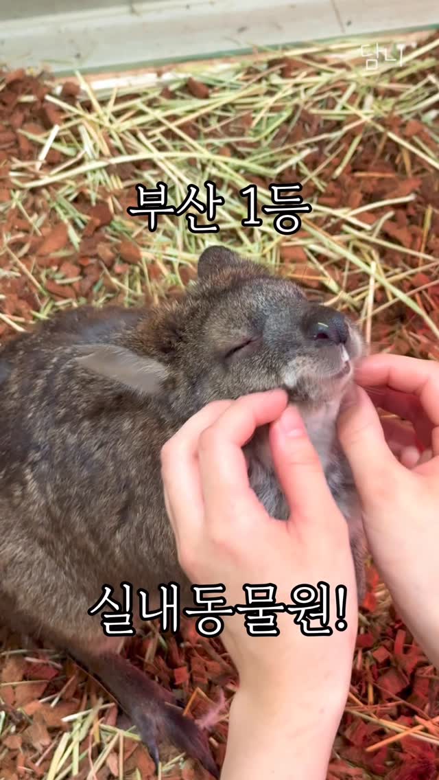 Busan's Top Indoor Zoo Features Baby Animals
