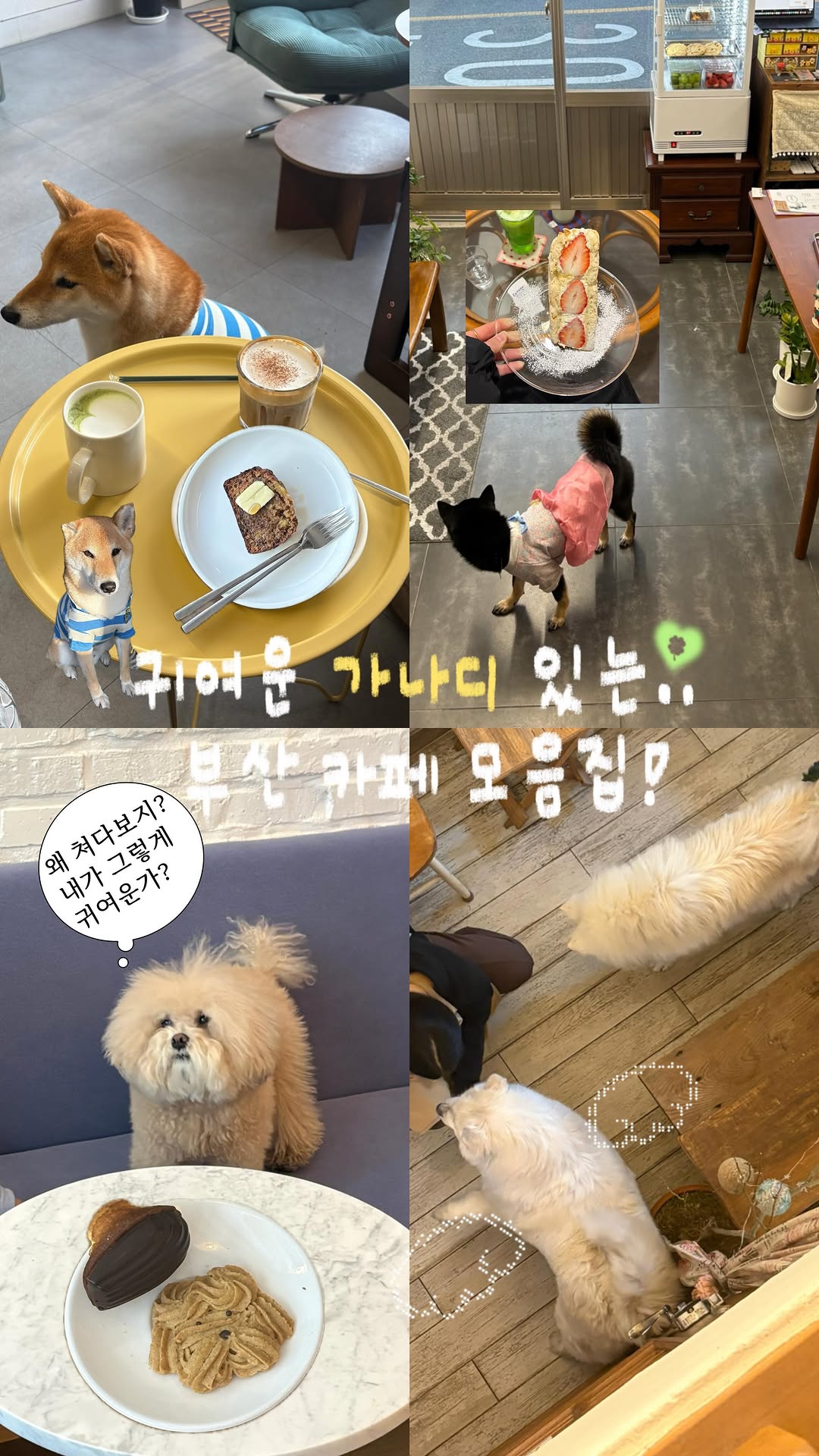 Cute Busan Cafes With Delicious Desserts