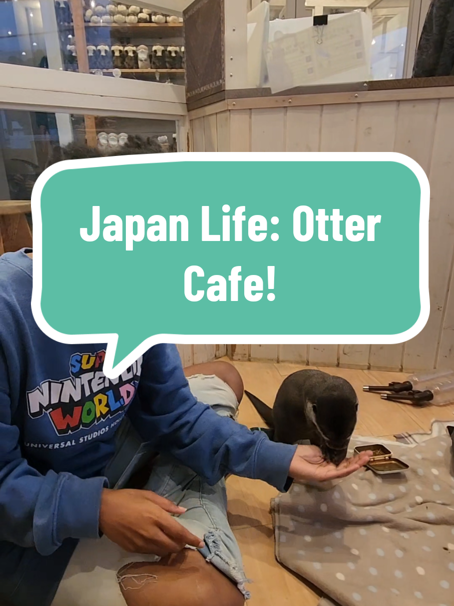 Otter Interaction At Harry Harajuku Terrace