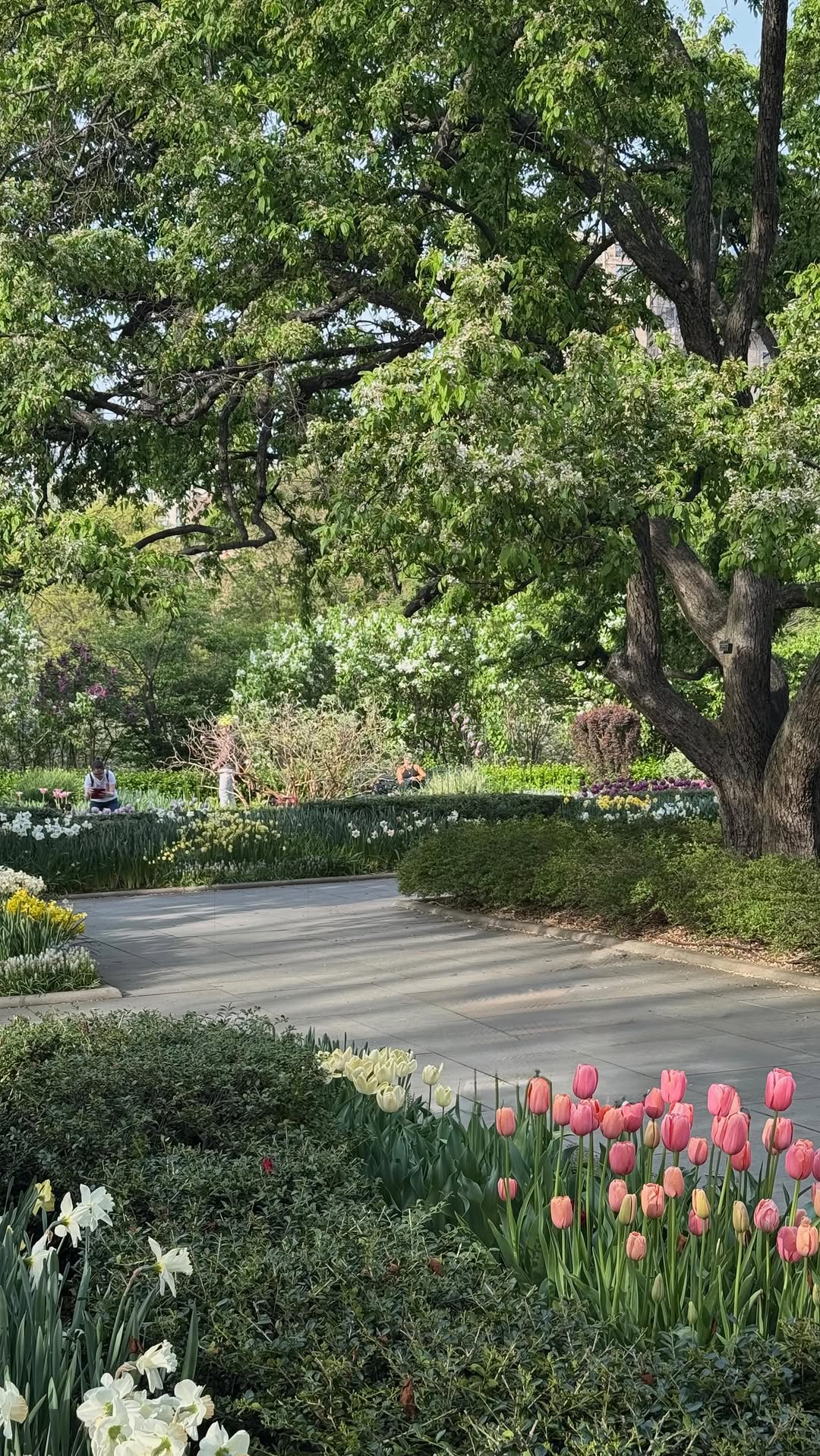 Central Park Conservatory Garden Blooms in Spring