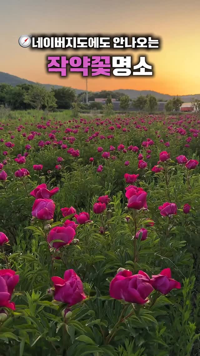Seosan Peony Garden: A Hidden Gem for Photos