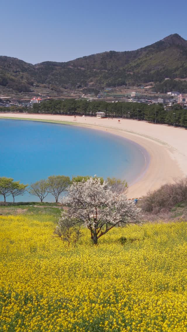 Fairytale Spring Views At Sangju Silver Sand Beach