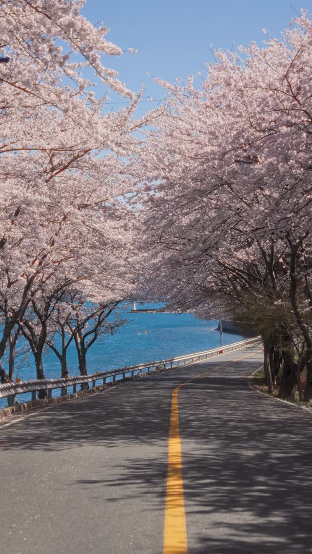 South Korean Spring Flowers Along the Coast