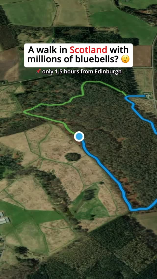 Kinclaven Bluebell Woods: A Magical Scottish Spring Walk