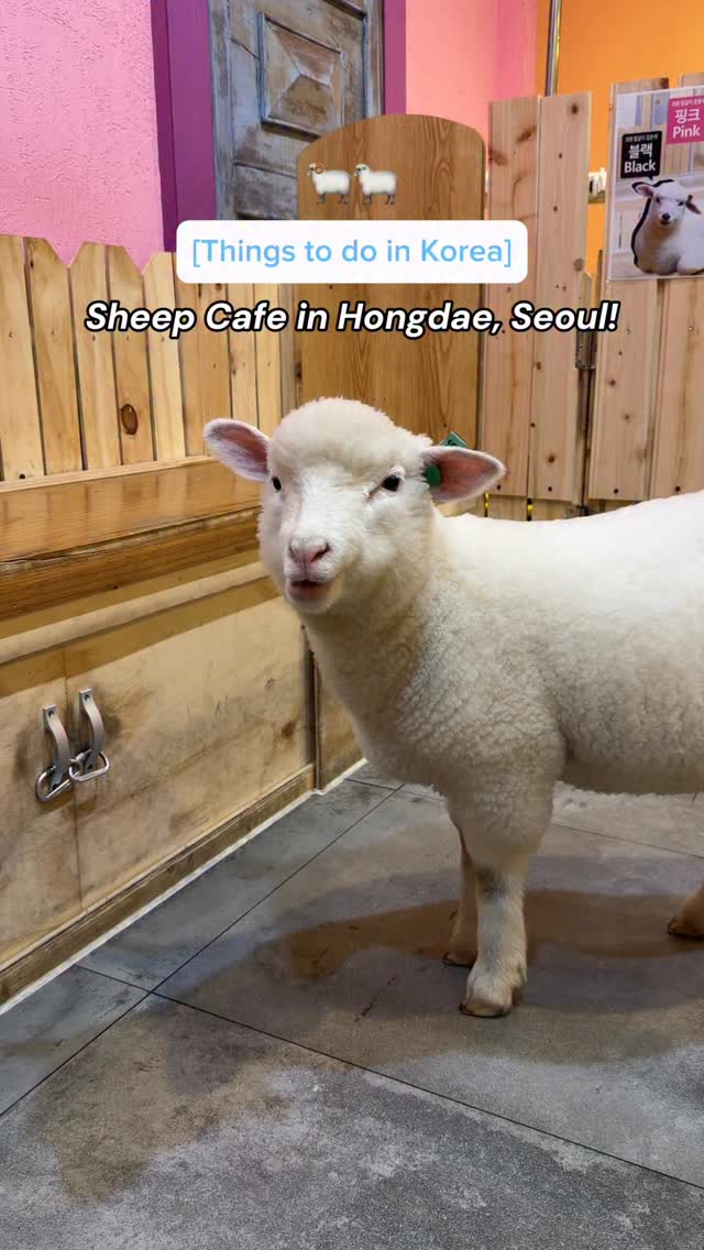 Hongdae's Sheep Cafe for a Nature Break