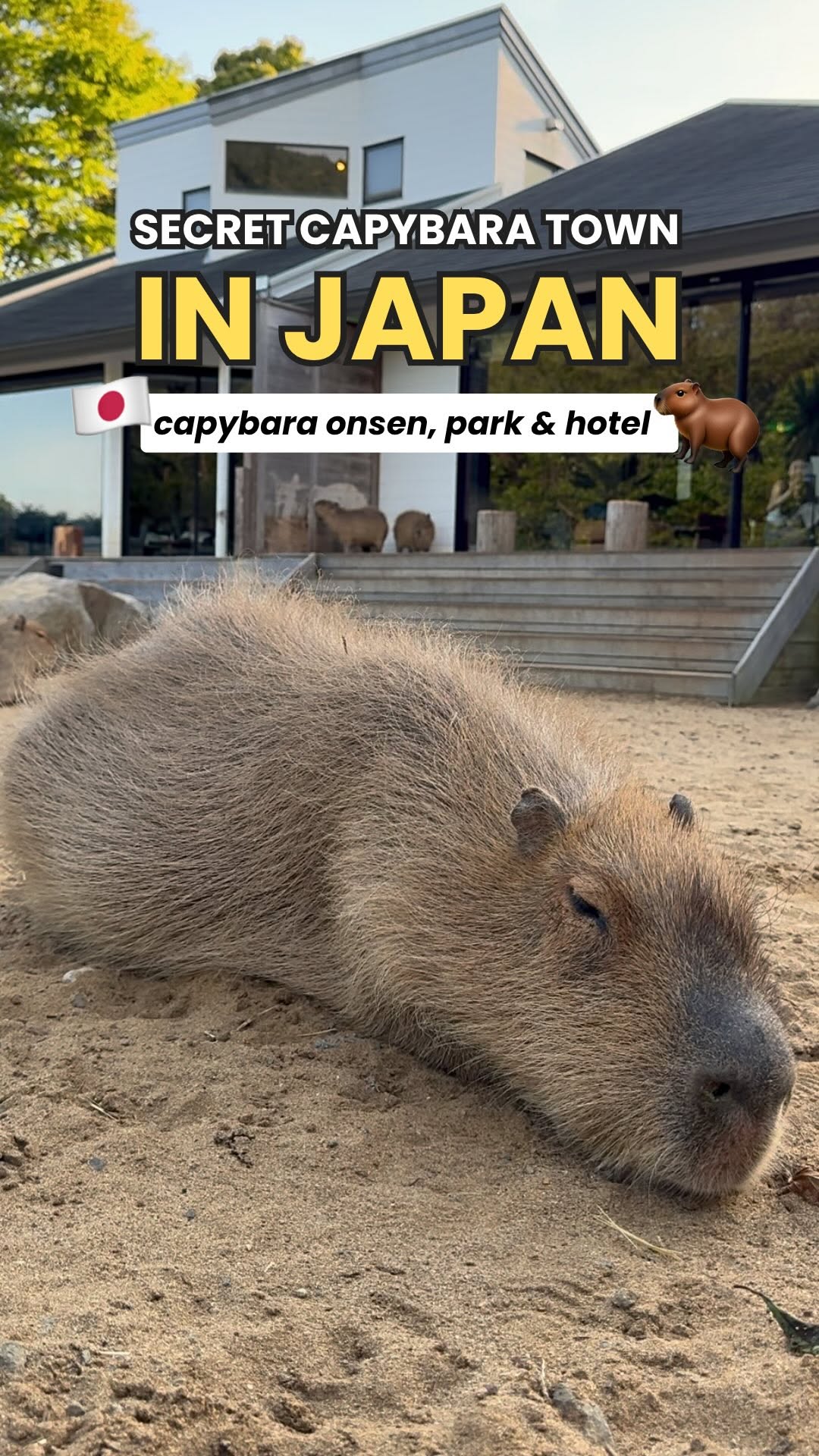 Capybara Encounters In Izu, Japan