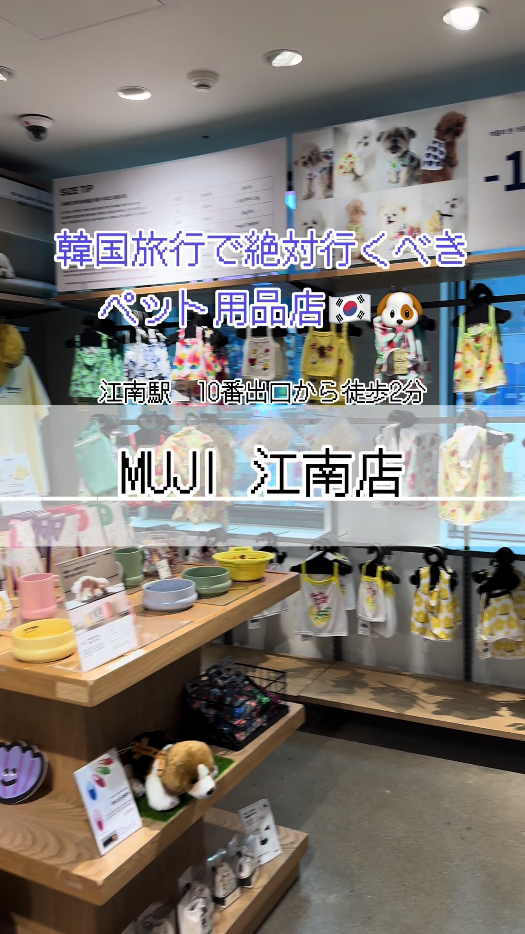 Pet-Friendly Stores in Gangnam, Seoul