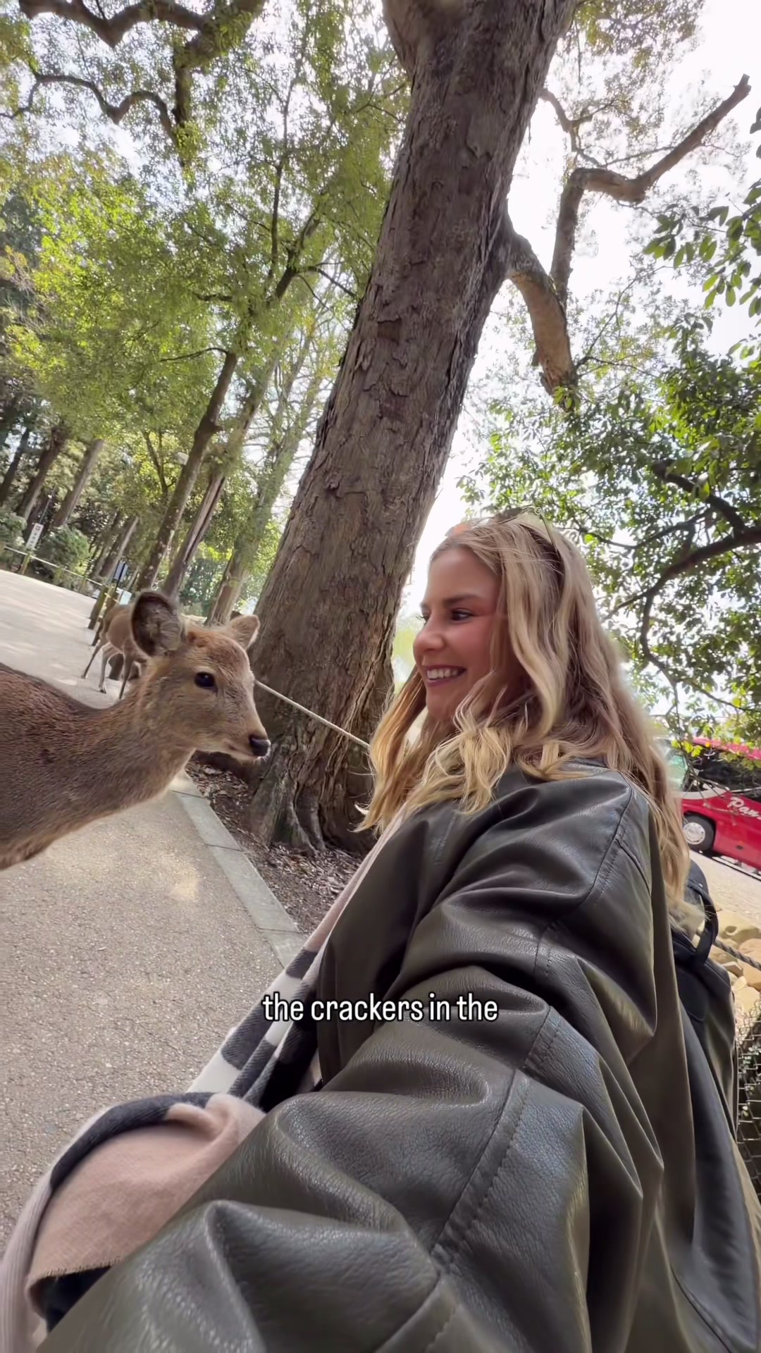Nara's Parks, Shrines, and Station