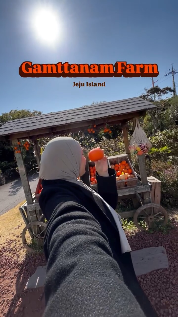 Jeju Island Orange Picking Farm With Cafe