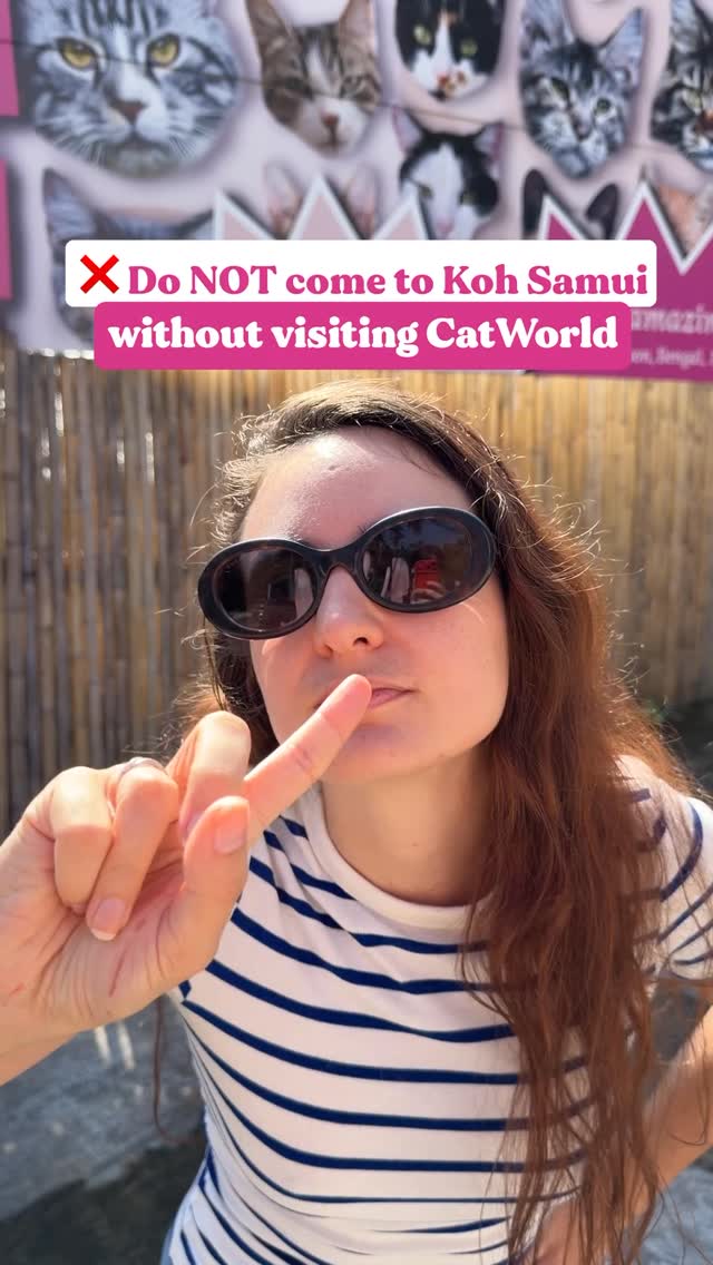 Koh Samui Cat Café Offers Cozy Cuddles