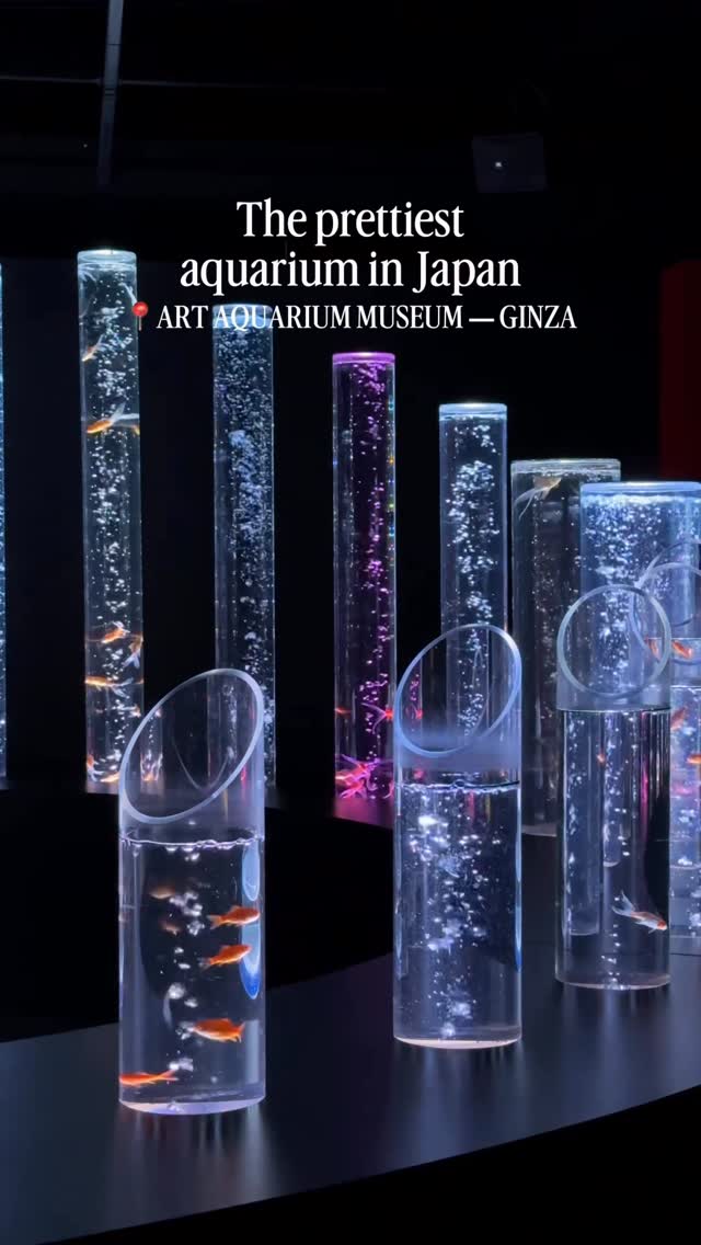 Art Aquarium Museum Showcases Fish Art