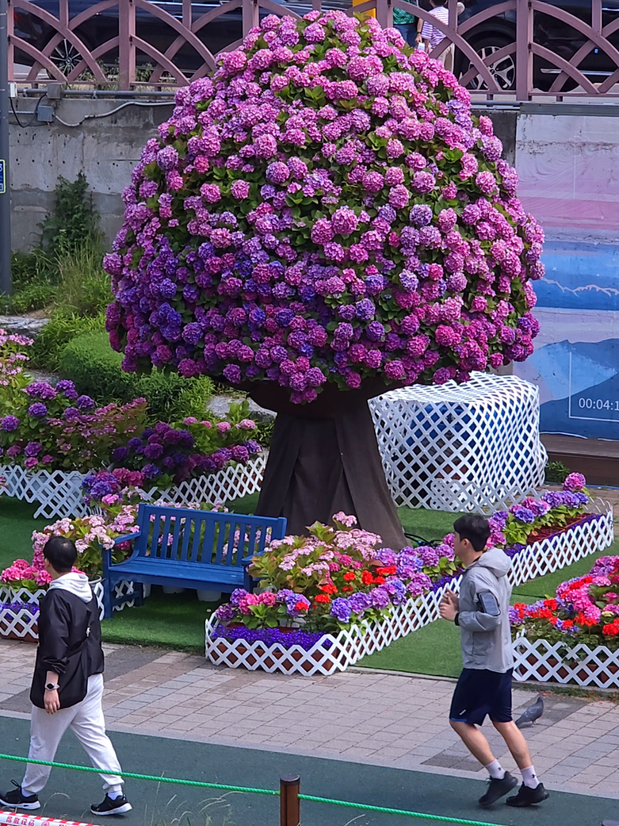 Sillim Station Hydrangea Garden For Relaxing Walks