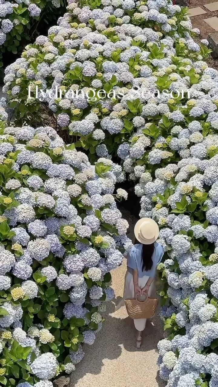 Mireina: Jeju's Hydrangea Paradise