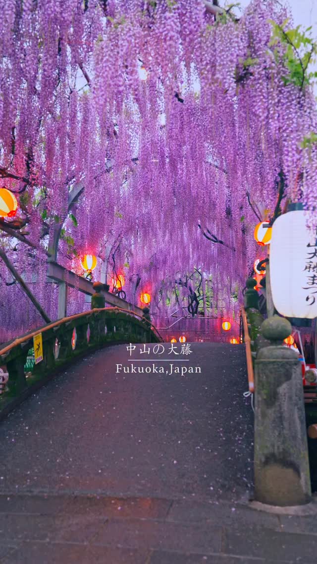 Fukuoka's Majestic Wisteria Tunnel