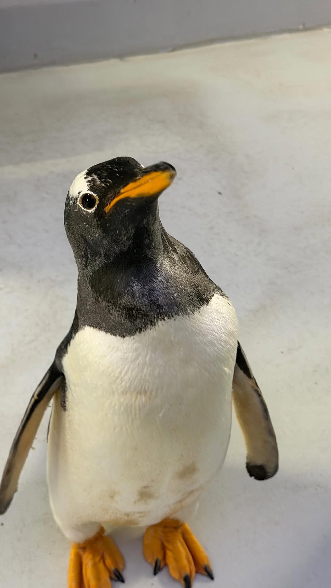 Singapore's Bird Paradise and Penguin Cove