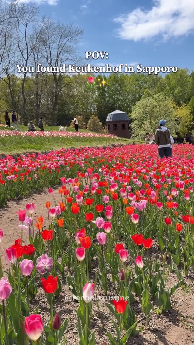 Sapporo Park's Spring Flower Festivals