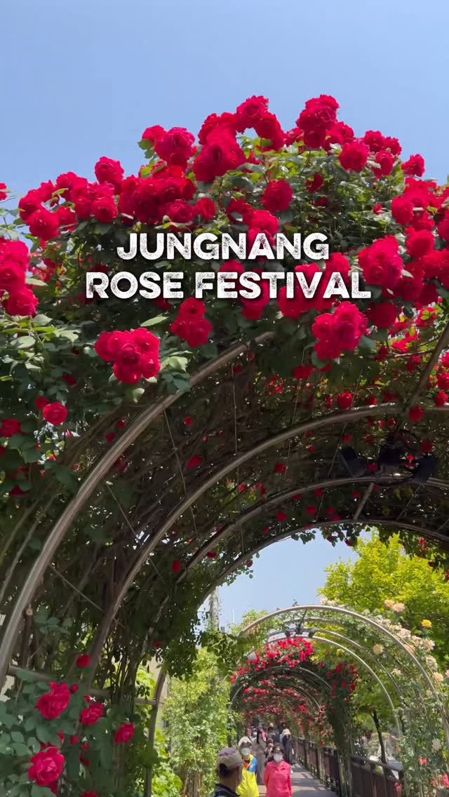 Longest Rose Tunnel Along Jungnang Stream