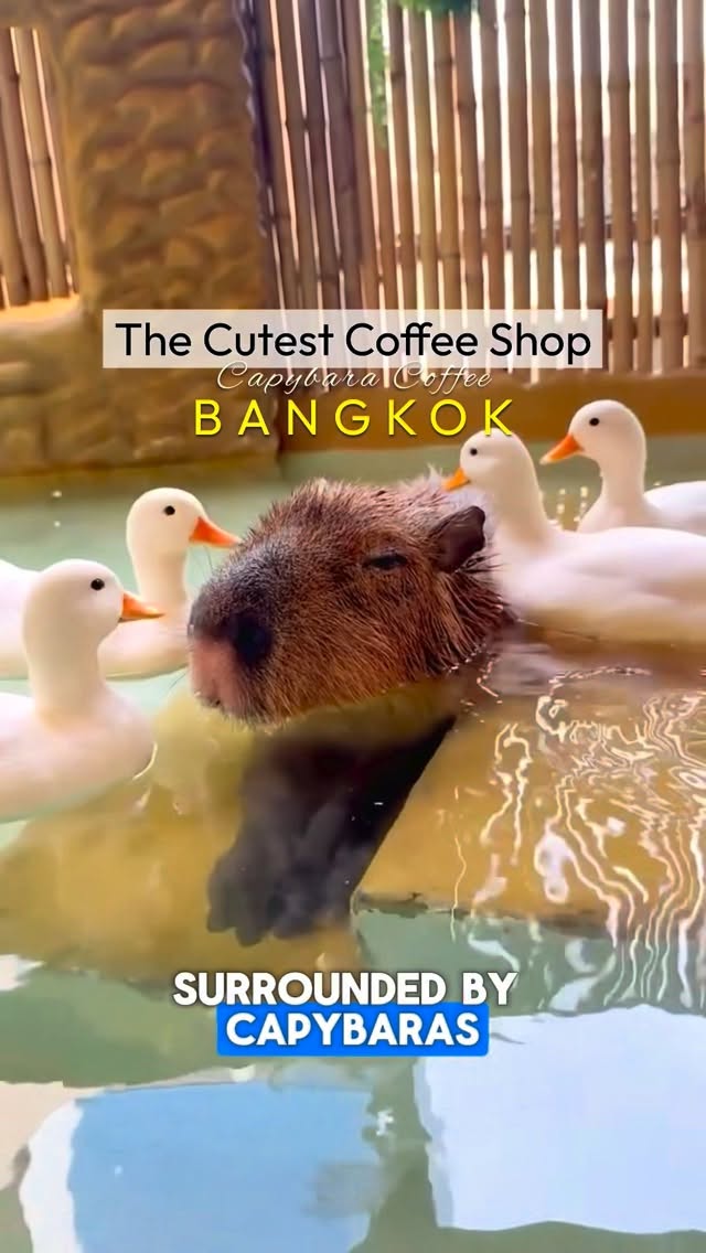 Capybara Coffee Offers Unique Animal Encounters