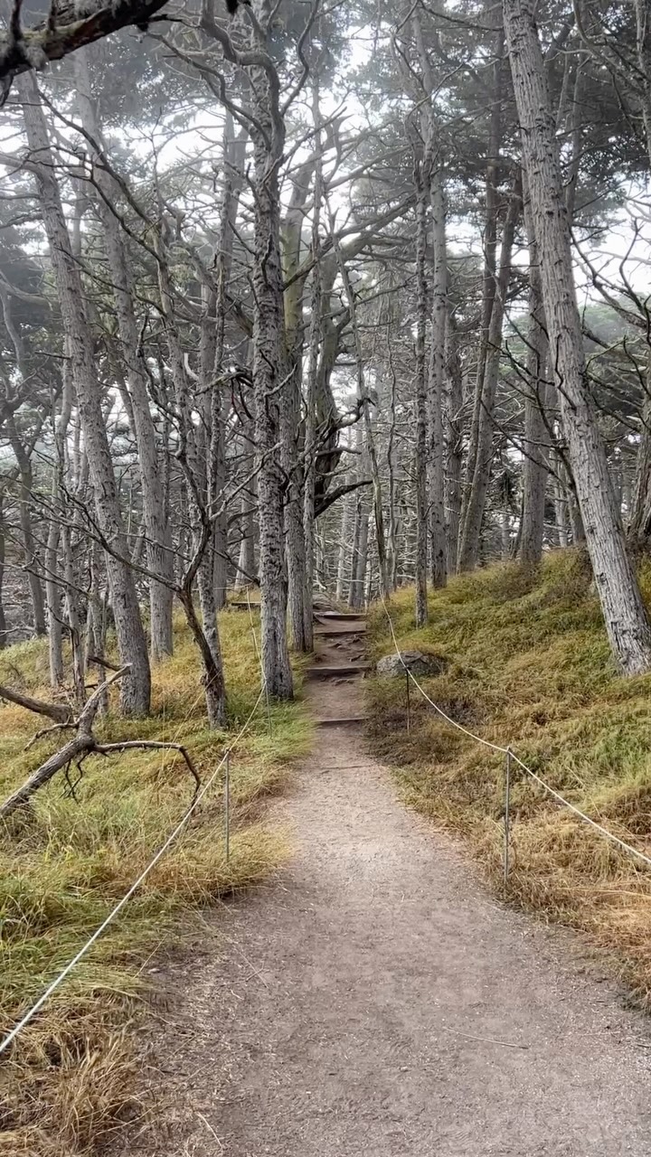 Point Lobos Trails Feature Forests, Beaches, and Otters