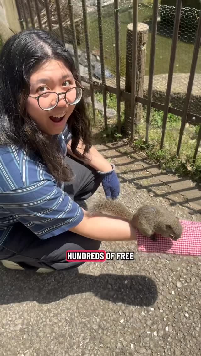 Feed Squirrels At Machida Garden And Nearby Park