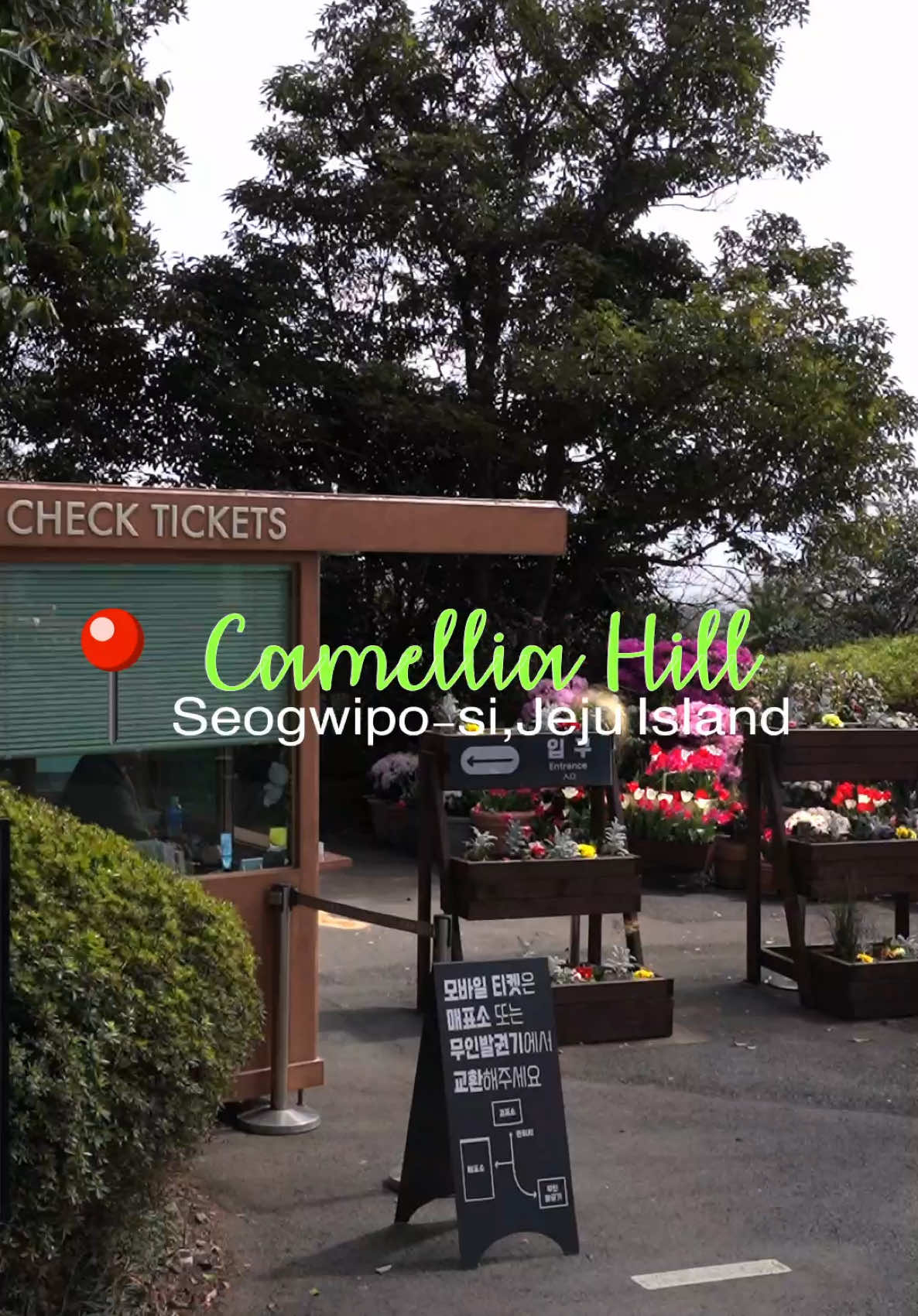 Jeju Island Camellia Gardens Offer Winter Blooms