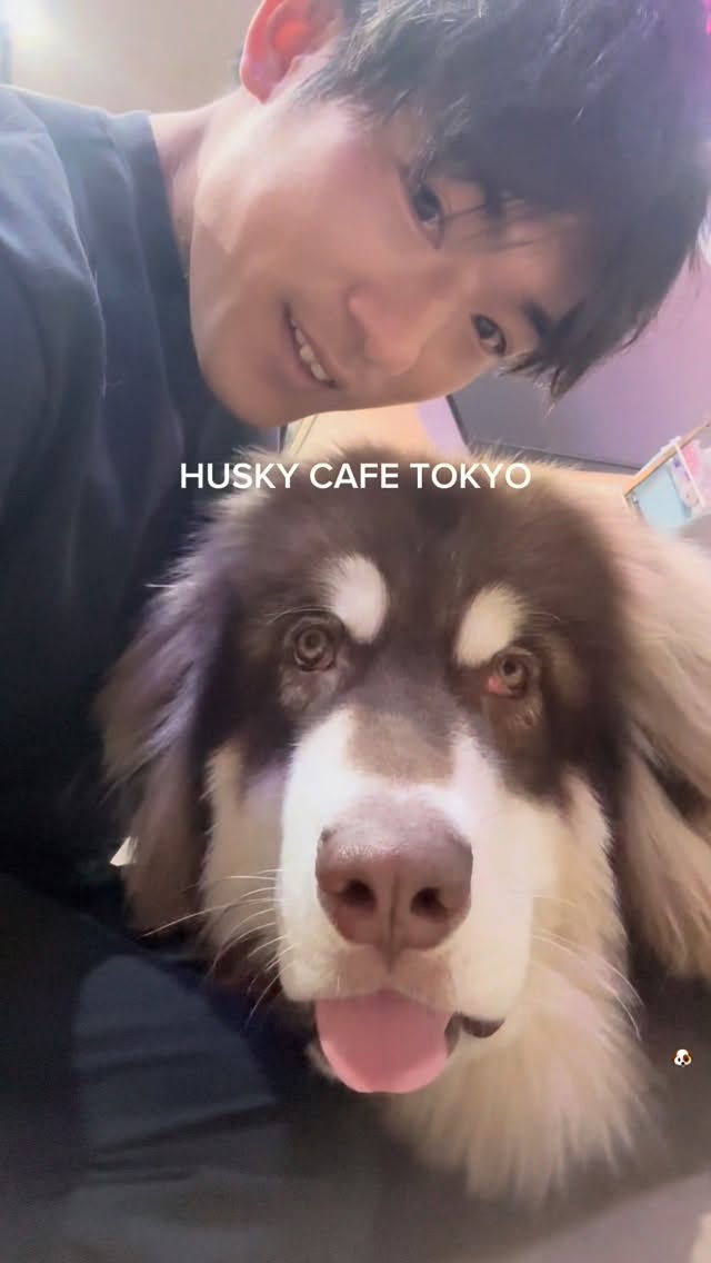 Cute Husky Cafe Near Shirokane-Takanawa Station