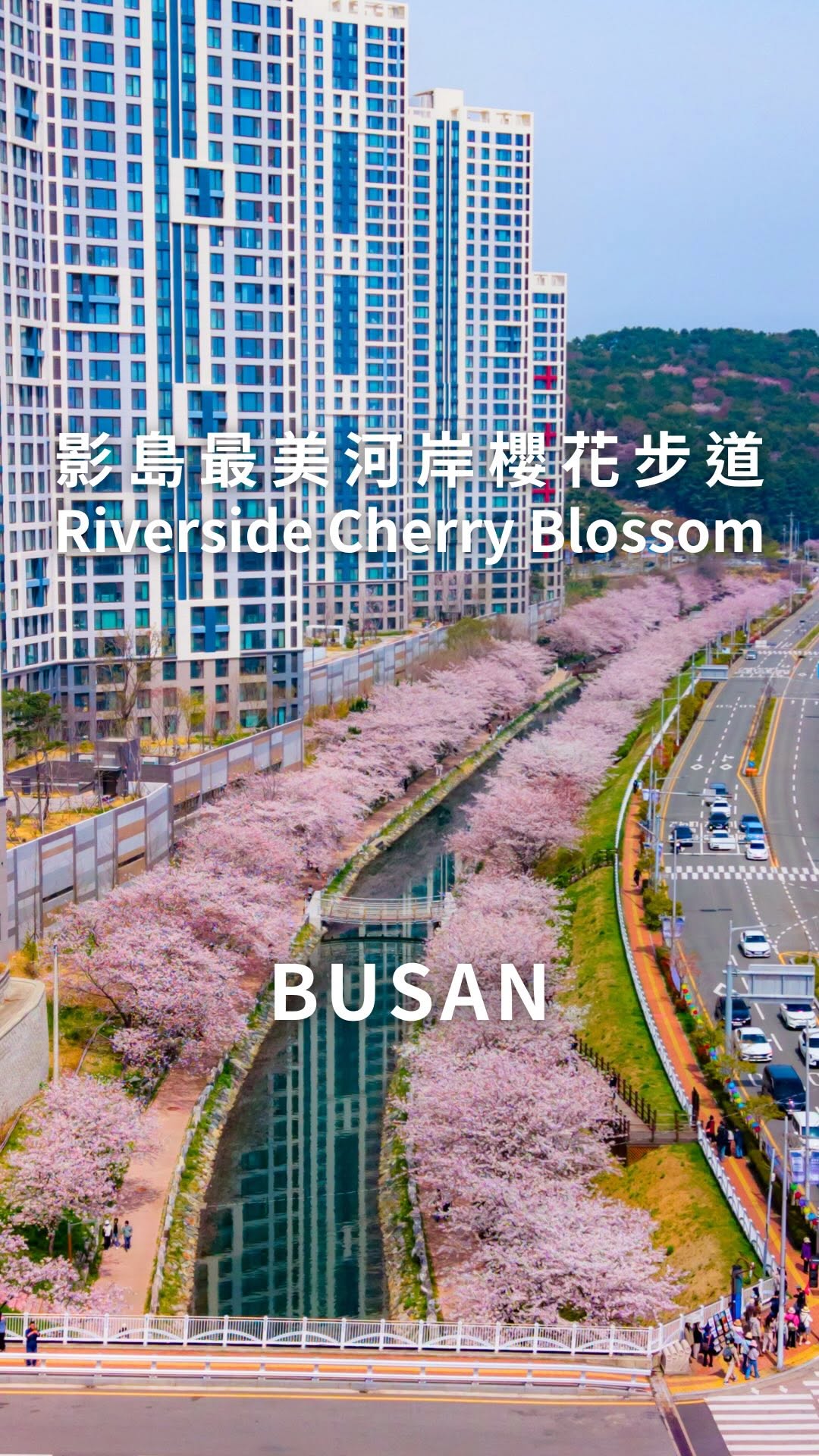 Dongsam Sea Stream's Cherry Blossom Beauty
