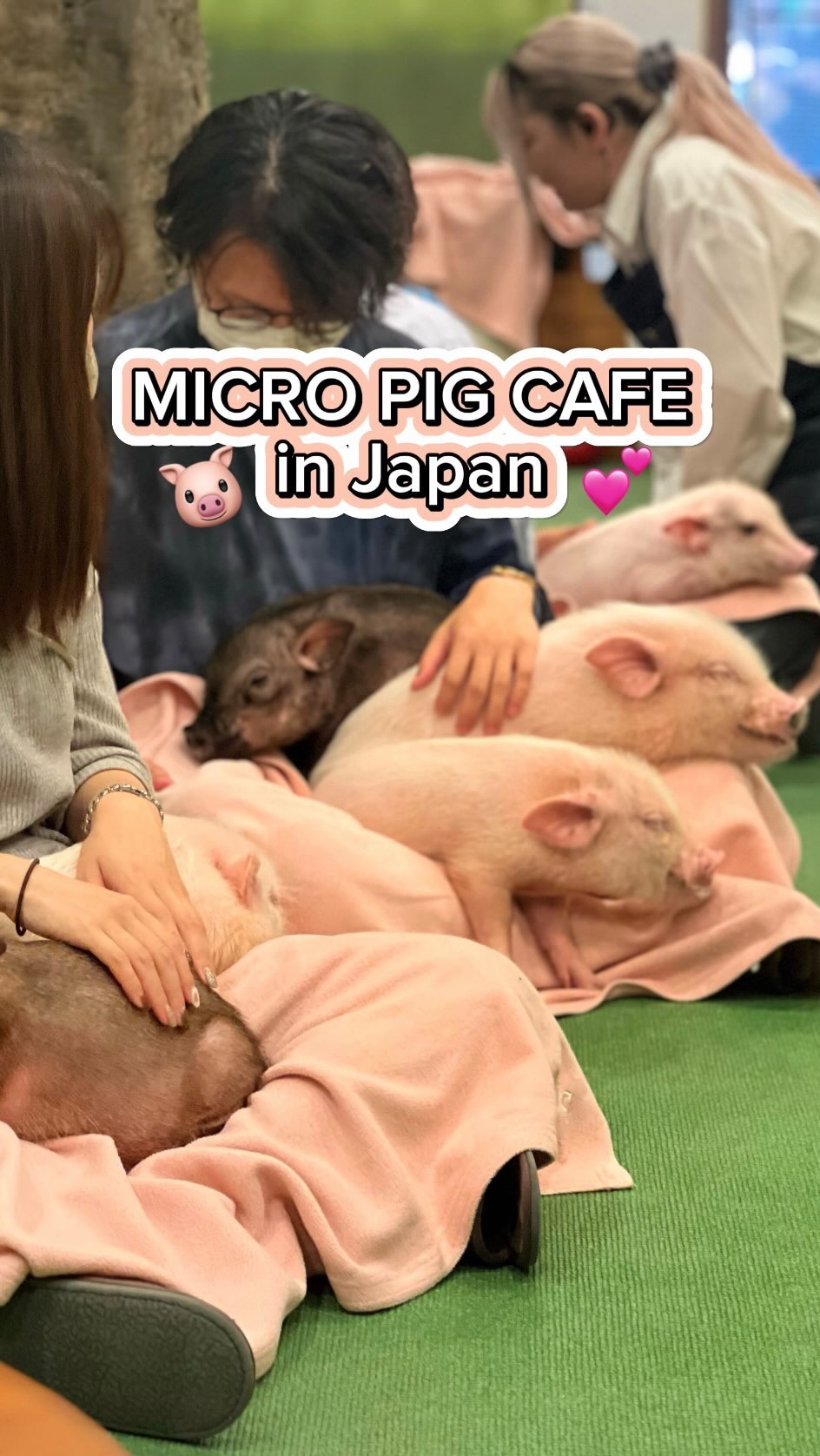 Pet Friendly Pigs Roam In Tokyo Cafe