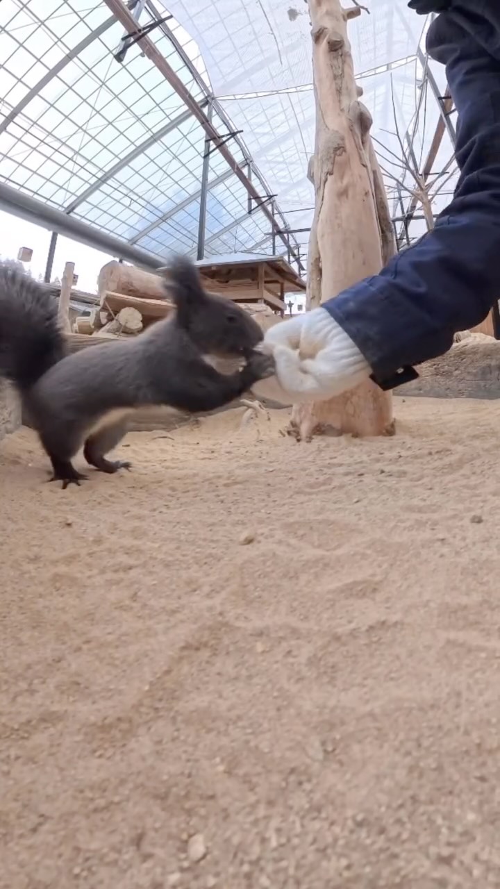 Squirrel Park Offers Interactive Wildlife Encounters