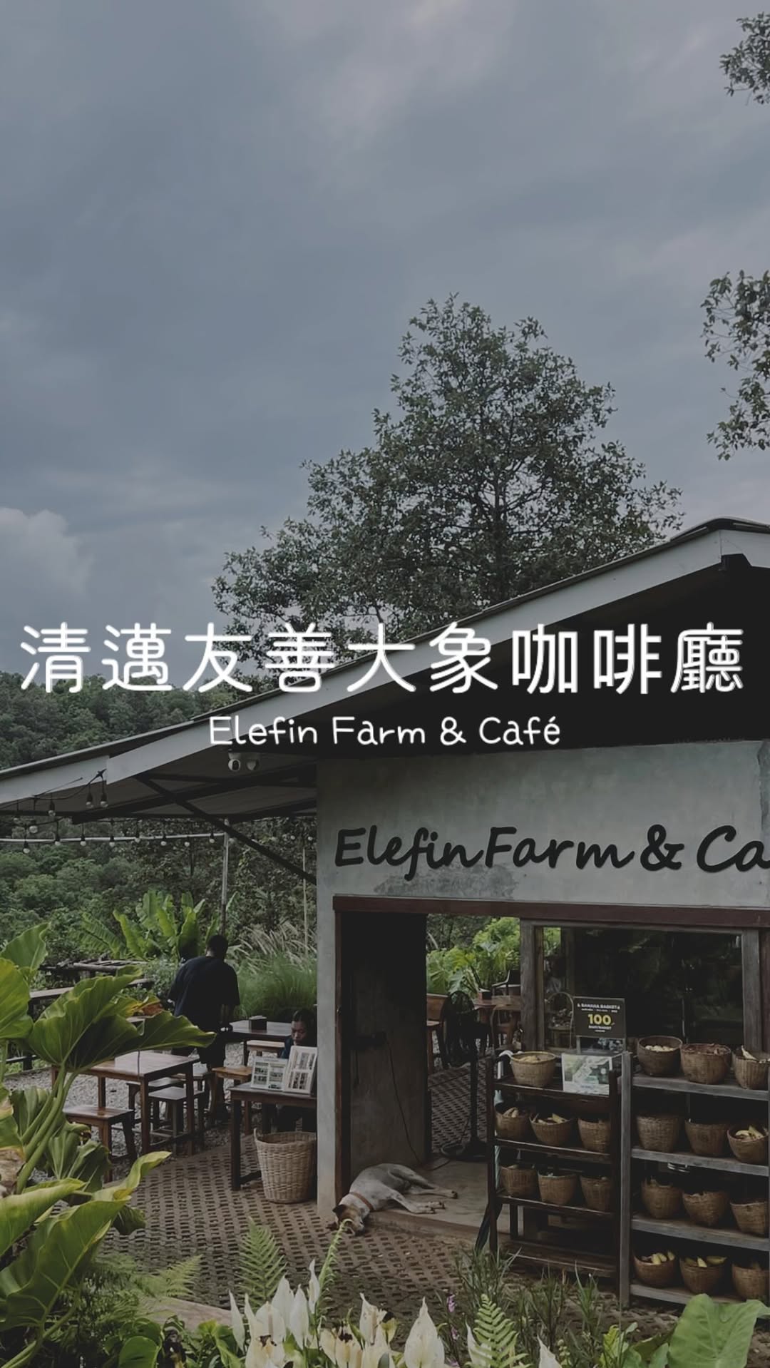 Elefin Farm & Cafe Offers Elephant Feeding