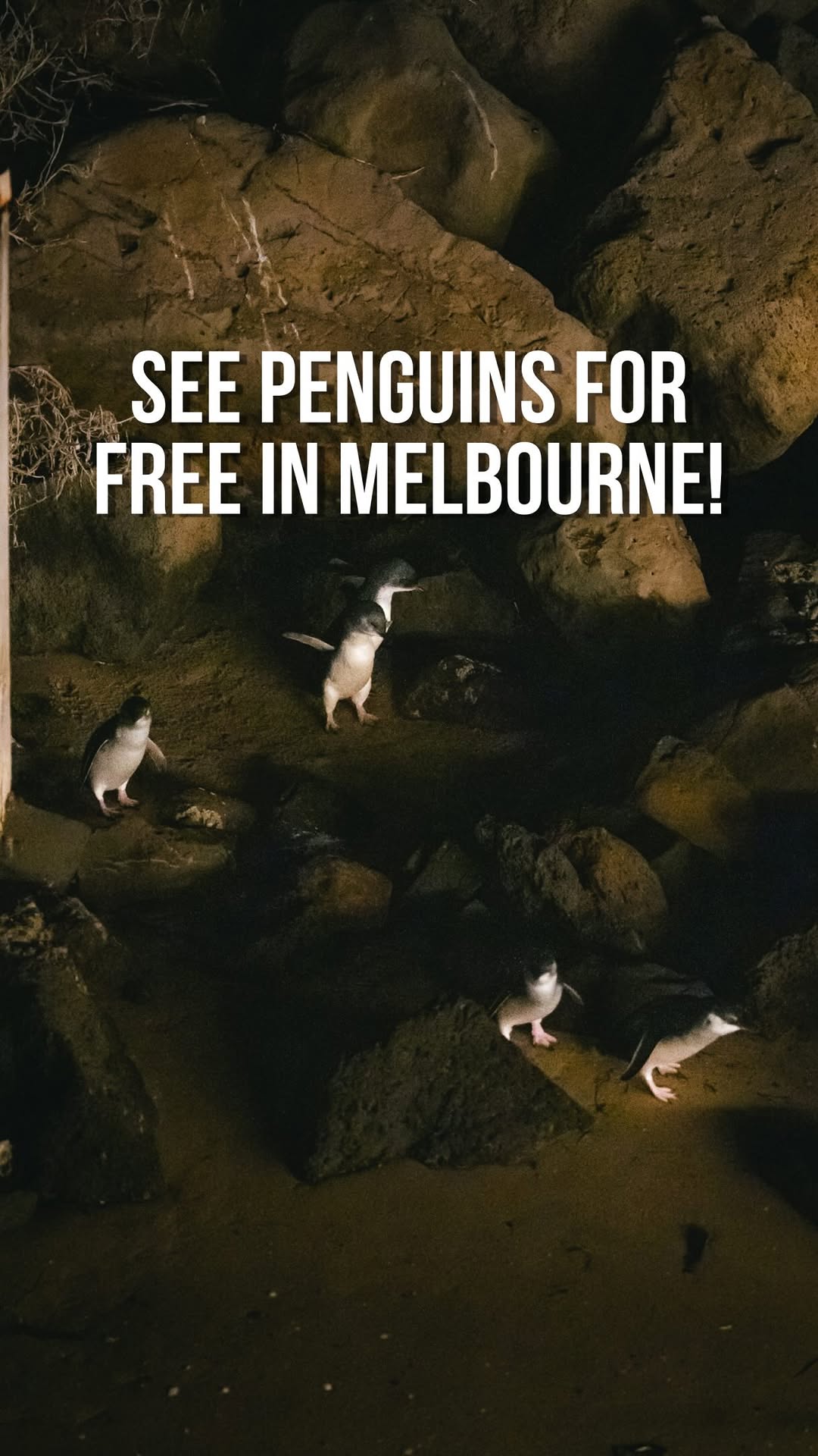 2 Entertainment spots in Victoria