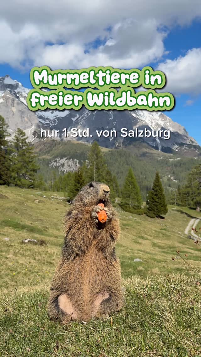 Filzmoos: A Family-Friendly Hike with Marmots