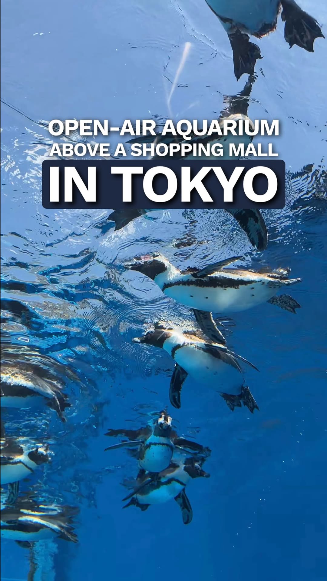 2 Shops in Toshima City