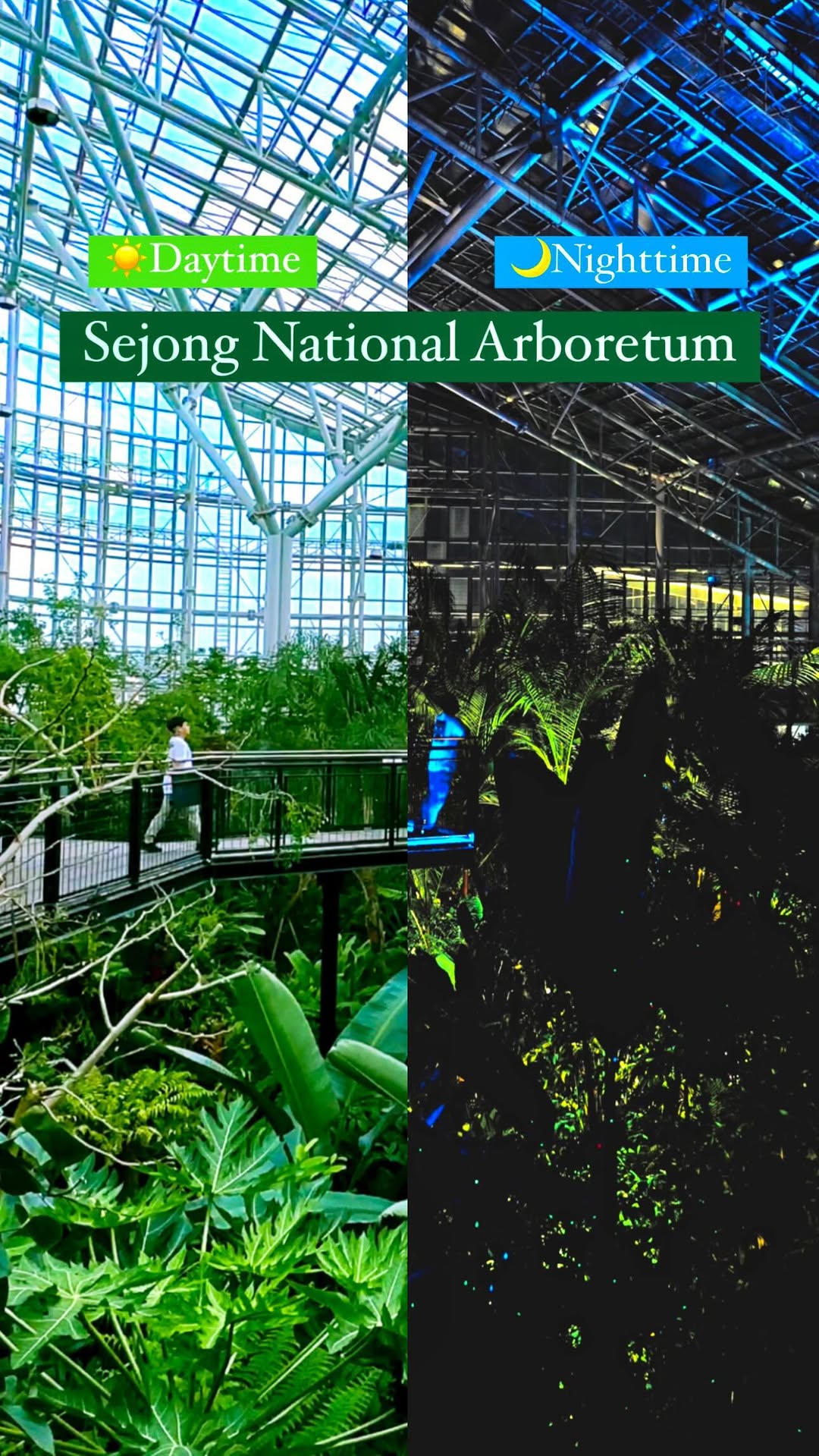 Sejong Arboretum's Avatar-Like Nighttime Rainforest Views