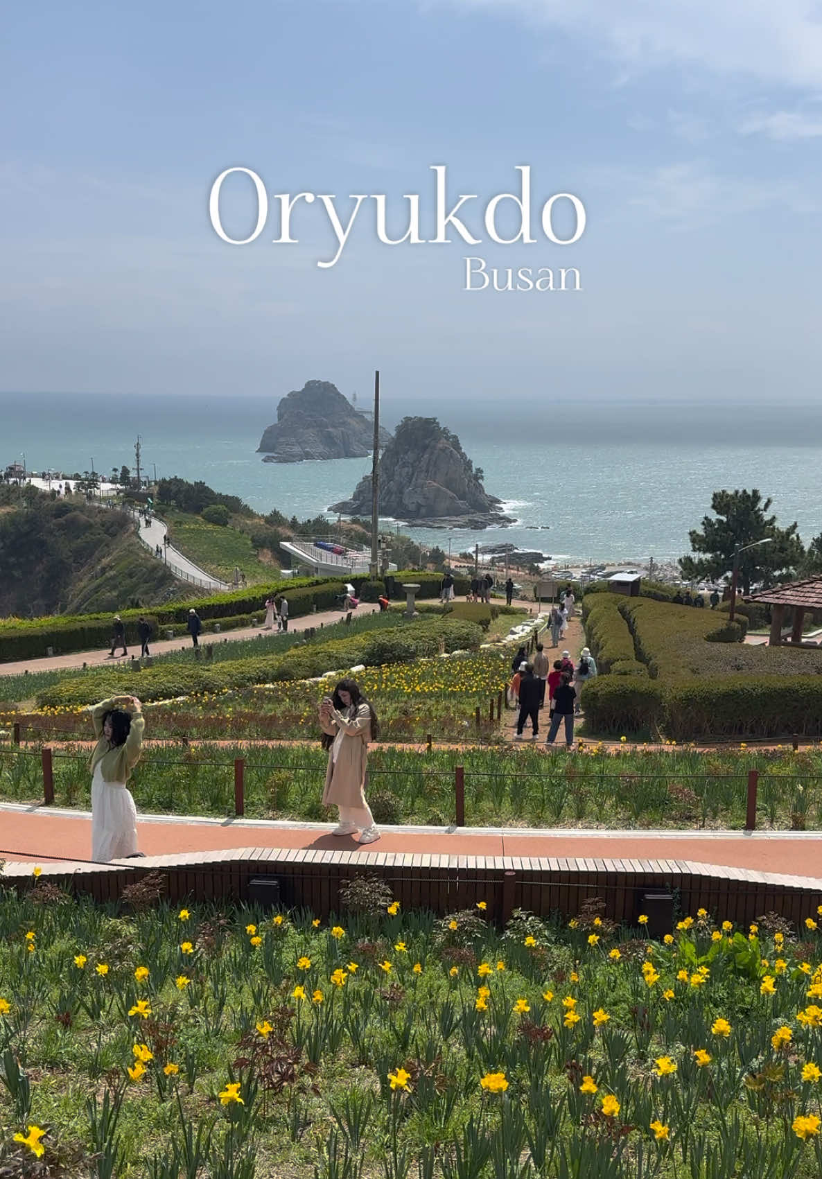 Coastal Scenery with Daffodils and Canola