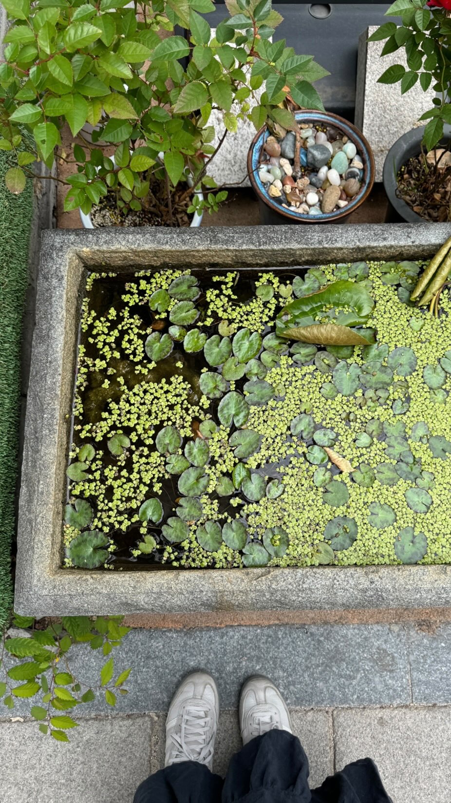 Dotori Garden Cafe in Seoul's Bukchon
