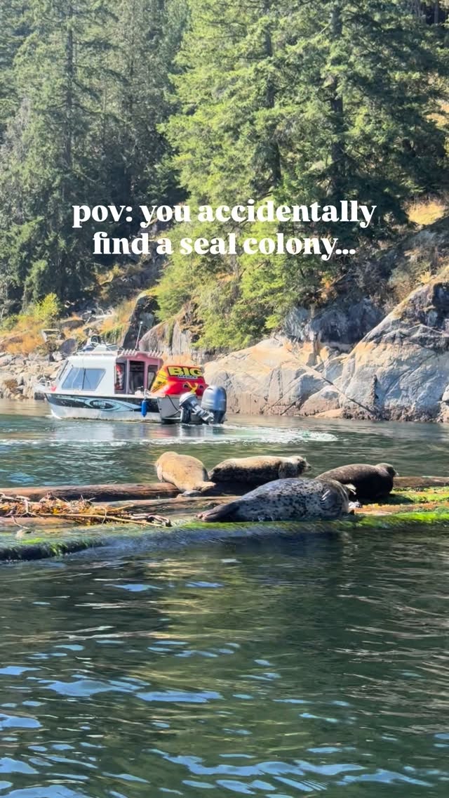 Deep Cove Offers Incredible Seal Sightings